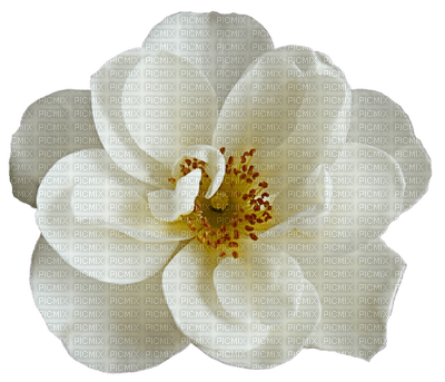 flower-white - 無料png