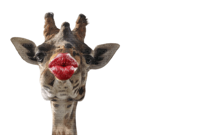giraffe animal fun kiss tube girafe - gratis png