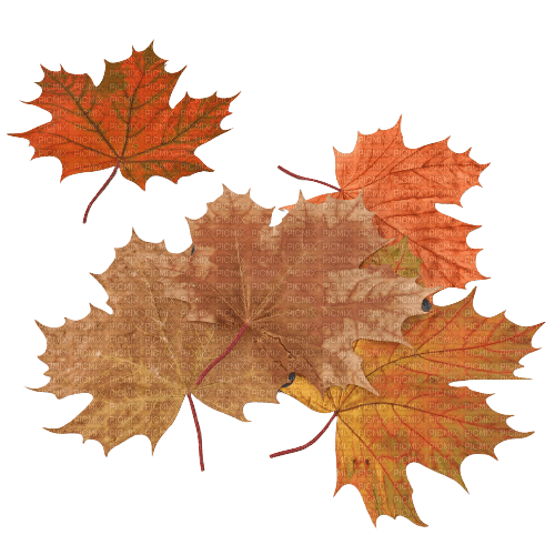 fall autumn leaf leaves feuille - ingyenes png