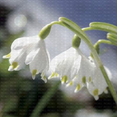 fleur blanche - ilmainen png