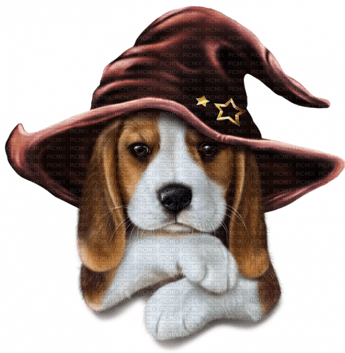 Dog Puppy Chien Halloween Witch - 無料png