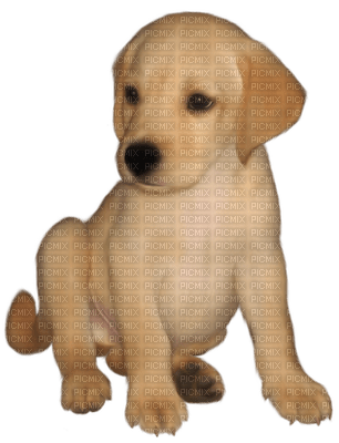 puppy - 免费PNG