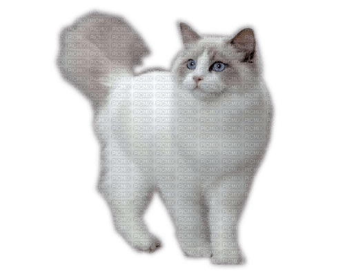Rena Cat Katze Animal Tier - nemokama png