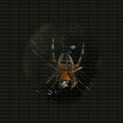 spider - 免费动画 GIF