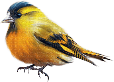 Kaz_Creations Birds Bird Blue-Yellow