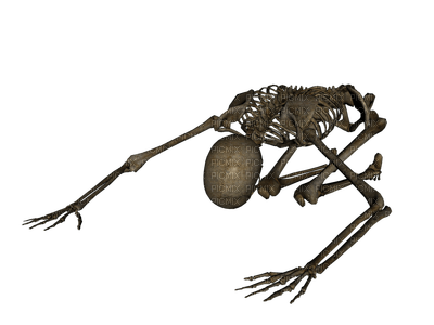 Skeleton - png grátis