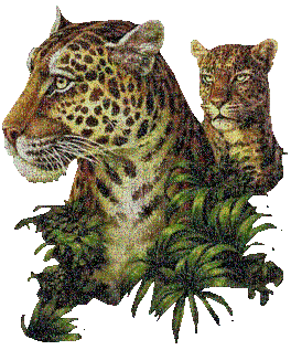 léopards - GIF animé gratuit