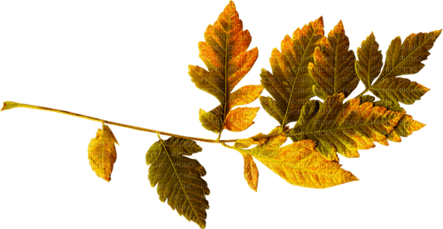 Branch.Leaves.Green.Yellow - zdarma png