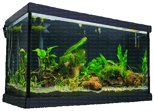 water change aquarium - GIF animasi gratis
