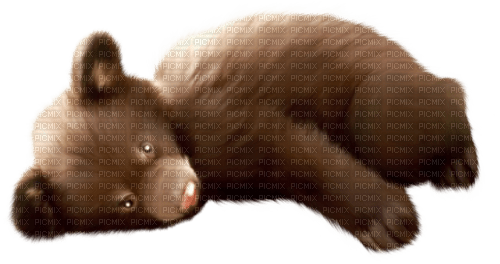 dolceluna autumn spring bear brown cute - PNG gratuit