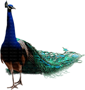Pavo real - ilmainen png
