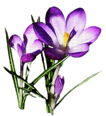 Flowers - png grátis
