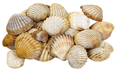 Shells katrin - Free PNG