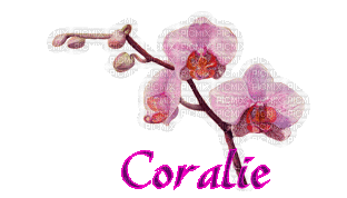 coralie orchidee - Gratis animerad GIF