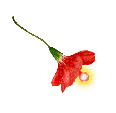FLOWER - ücretsiz png