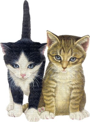 Katze chat cat - Бесплатный анимированный гифка
