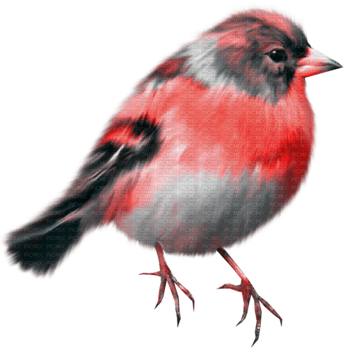 Bird.Black.White.Red - PNG gratuit