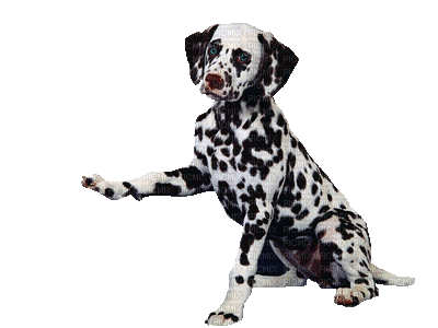 hund db - Bezmaksas animēts GIF