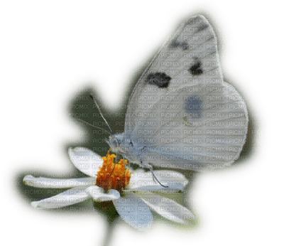 Kaz_Creations Deco Butterflies Butterfly - png grátis