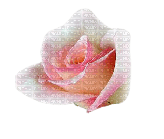 pink rose deco - PNG gratuit