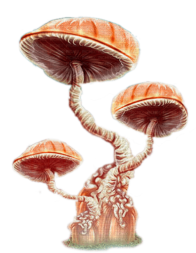 mushroom  by nataliplus - zdarma png