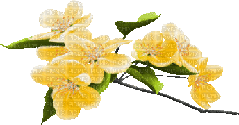 soave deco spring flowers branch animated  yellow - GIF เคลื่อนไหวฟรี