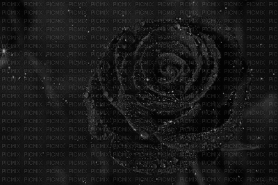 black rose - Zdarma animovaný GIF