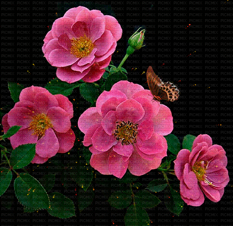 Background Roses - GIF animé gratuit