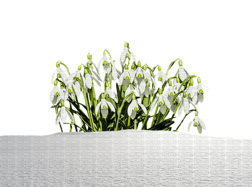 loly33 fleur perce neige - бесплатно png