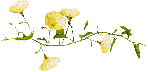 Flowers - Бесплатни анимирани ГИФ