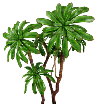 plants katrin - gratis png