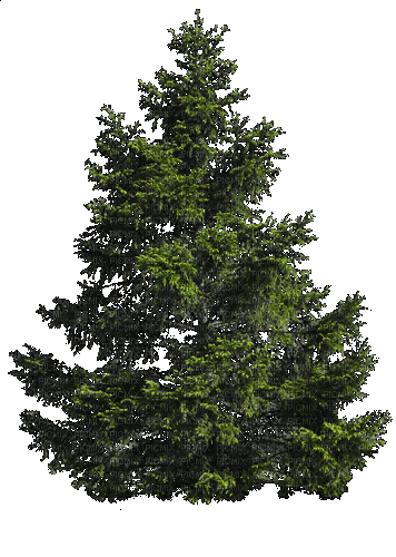 Деревья - Bezmaksas animēts GIF