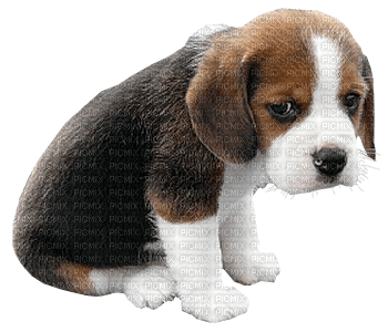 Kaz_Creations Dogs Dog Pup 🐶 - png gratuito