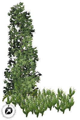 tree,plants - GIF animado gratis
