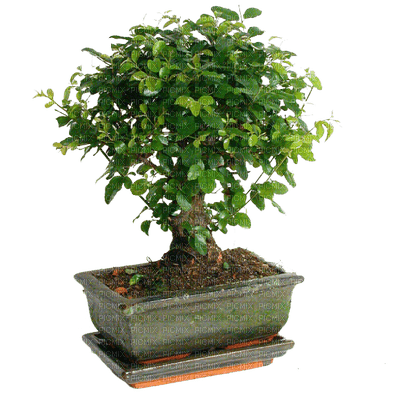 bonsai, sunshine3 - бесплатно png