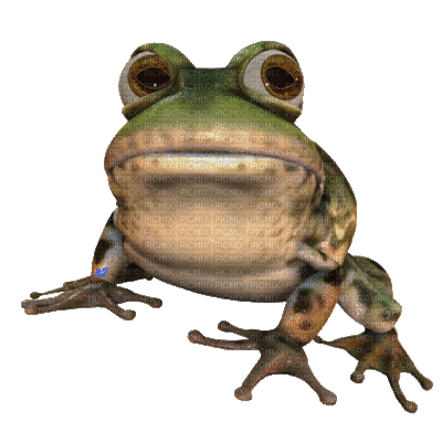 grenouille - GIF animasi gratis