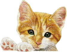 Tête de chat - GIF animate gratis
