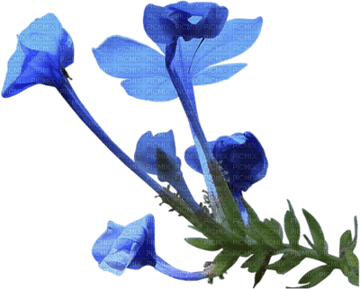 flowers two katrin - 免费PNG