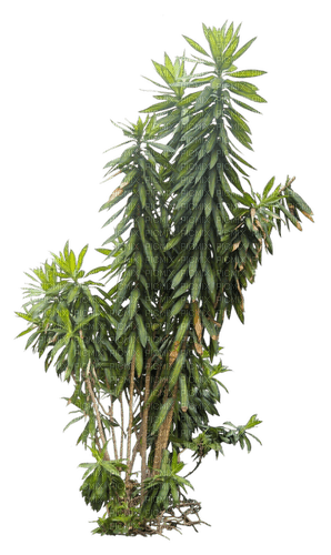 Tropical.Plants.Plante.Deco.Victoriabea - ingyenes png