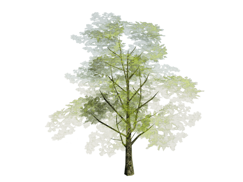 Tree - Free PNG