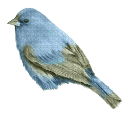 Kaz_Creations Birds Bird Blue - PNG gratuit