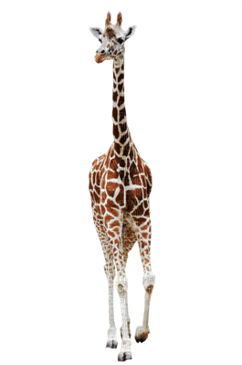 Żyrafa - darmowe png