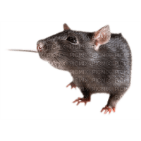 rat - PNG gratuit