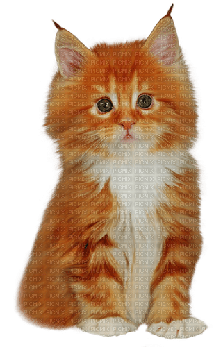 cat by nataliplus - 免费PNG