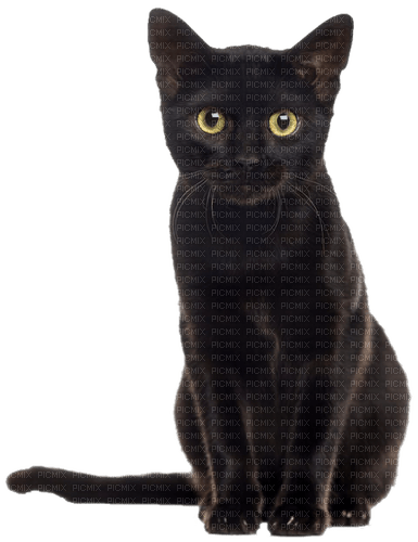 Cat.Black - gratis png