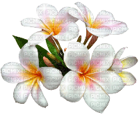 FLORES B - Free PNG