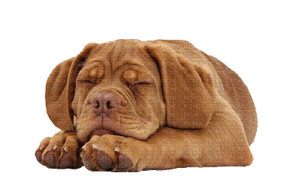 Kaz_Creations Animated Dog Pup - GIF เคลื่อนไหวฟรี