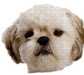 Chien. - Free PNG