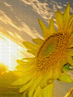 yellow - GIF animé gratuit