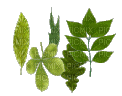Leaf - Nemokamas animacinis gif